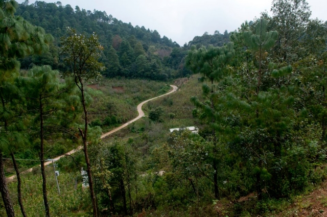 Bosque de Chiapas